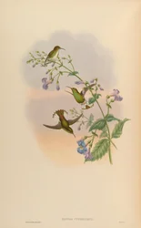 Elvira Cupreiceps